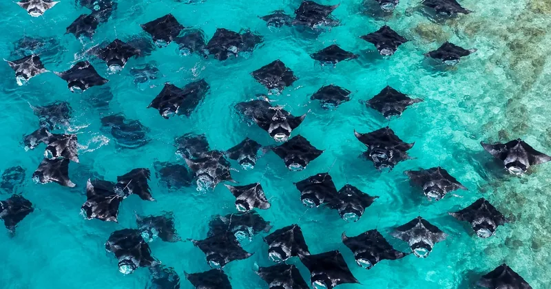 Mantarochen in der Hanifaru-Bucht per Speedboot