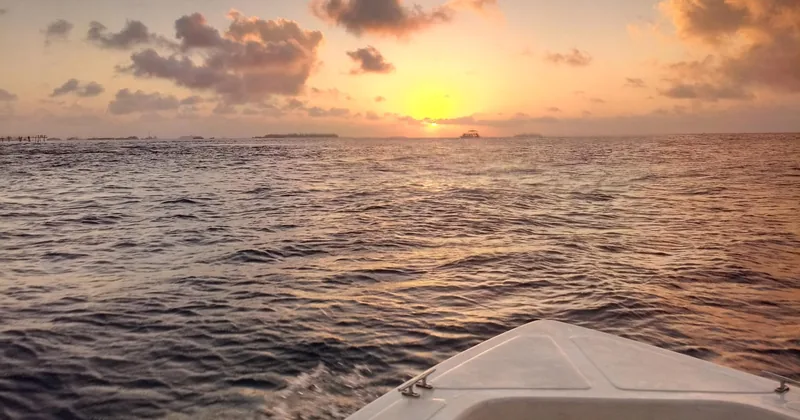 Sonnenuntergangs-Delfin-Kreuzfahrt