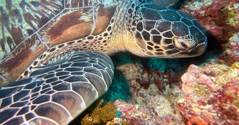 Maafushi: Korallengarten & Schildkröten