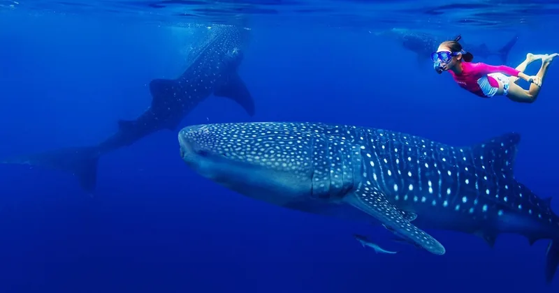 Walhaie & Mantarochen, Süd-Ari-Atoll