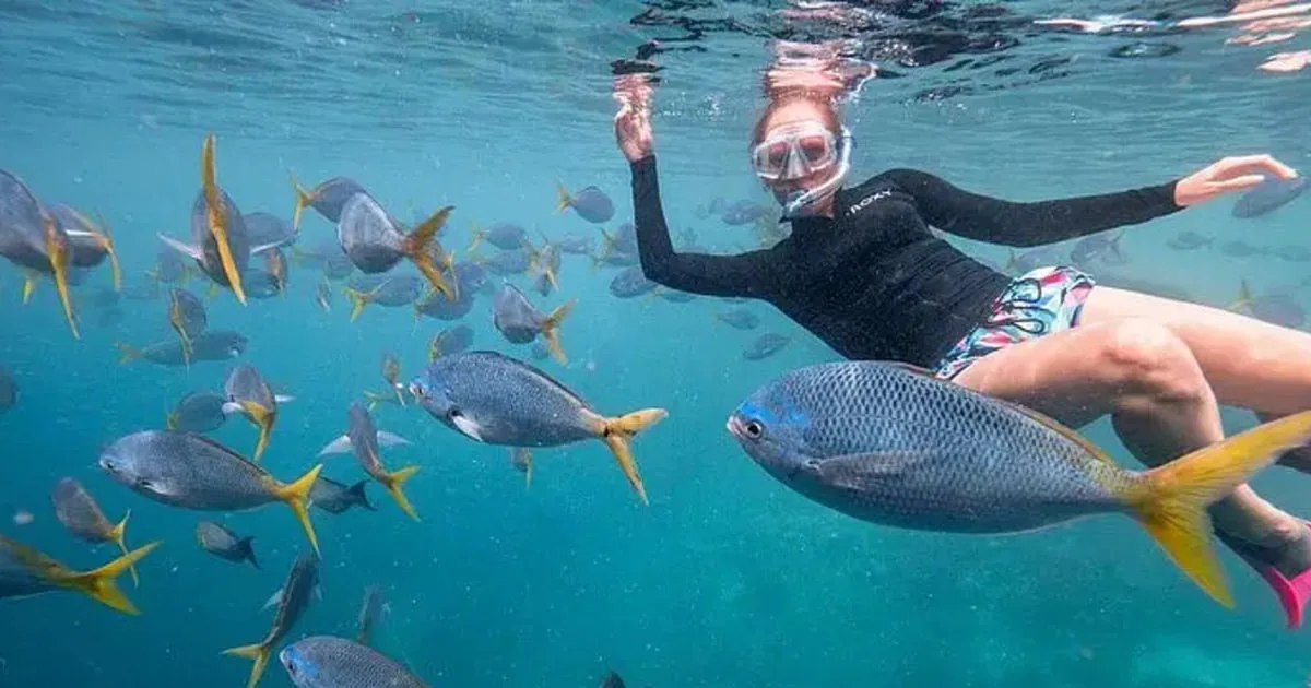 Ein Schnorchler zwischen einem Schwarm gelbschwänziger Fische