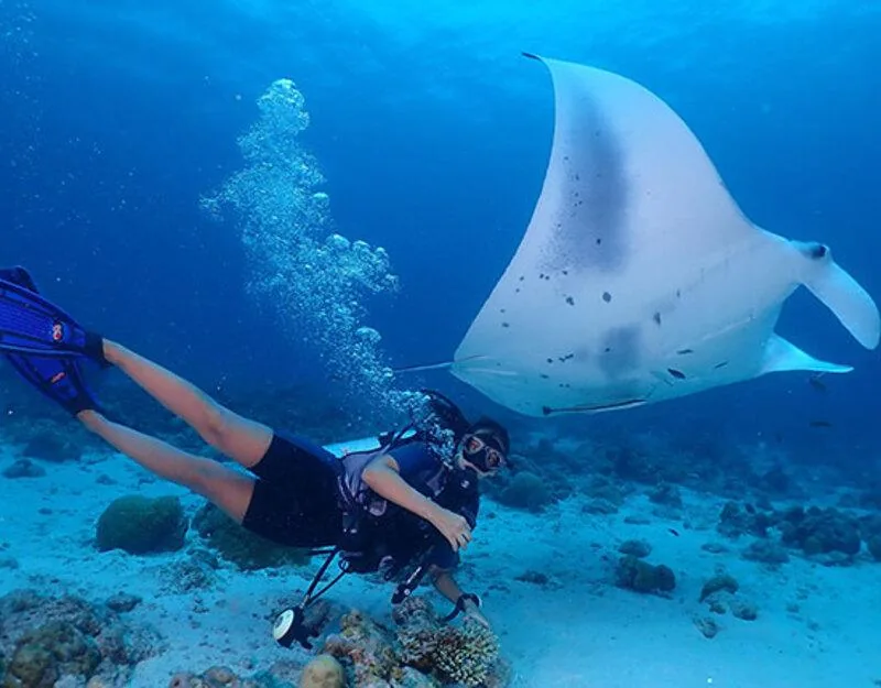 Ein Taucher unter einem Mantarochen im blauen Wasser