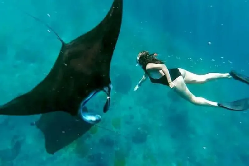 Una grande manta e uno snorkelista in acque verde-blu