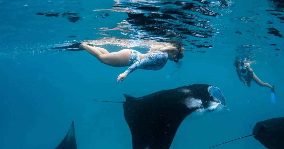Schnorchler an der Oberfläche mit mehreren Mantarochen, die unter ihnen gleiten