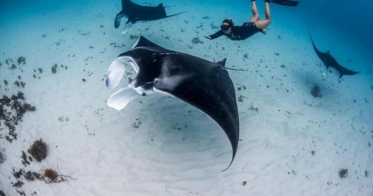 Una manta che scivola sopra la sabbia bianca con snorkelisti in superficie sopra di lei