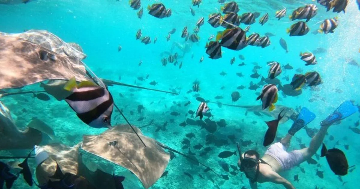 Stingrays and reef fish with snorkelers in shallow turquoise water