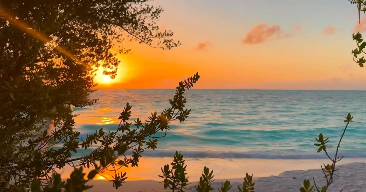 A sunset over the sea framed by beach shrubs