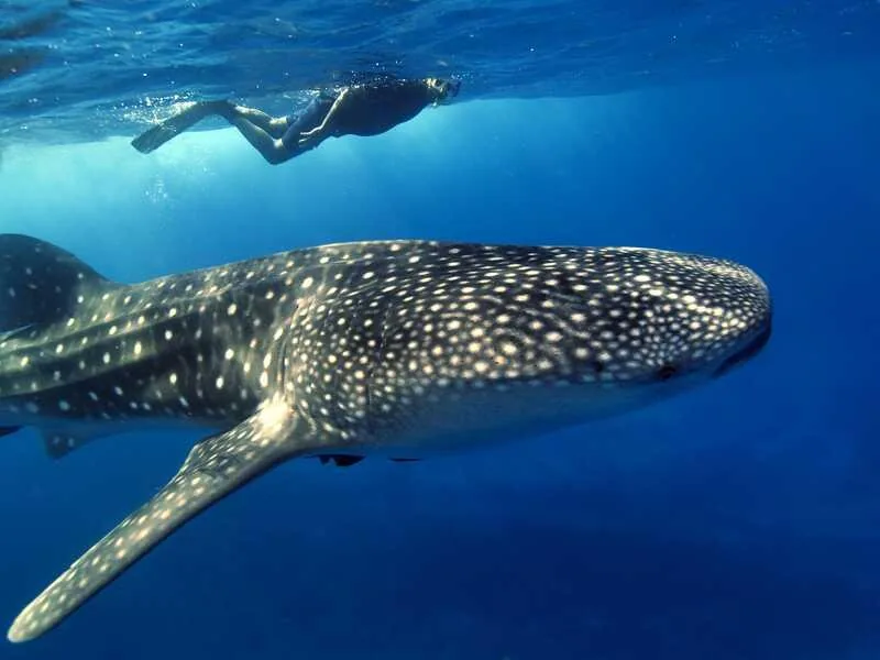 Ein Walhai im tiefblauen Wasser, zwei Schnorchler an der Oberfläche darüber
