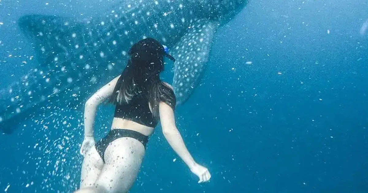 Ein Schnorchler in einem schwarzen Badeanzug schwimmt über einem Walhai